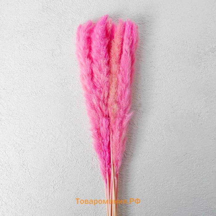 Сухоцвет «Камыш» набор 15 шт, цвет нежно розовый