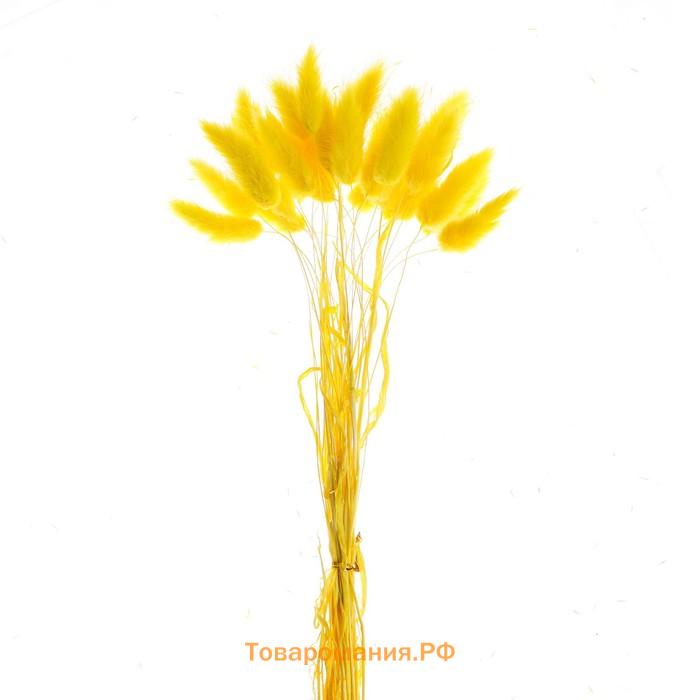 Сухие цветы лагуруса, набор 30 шт., цвет жёлтый