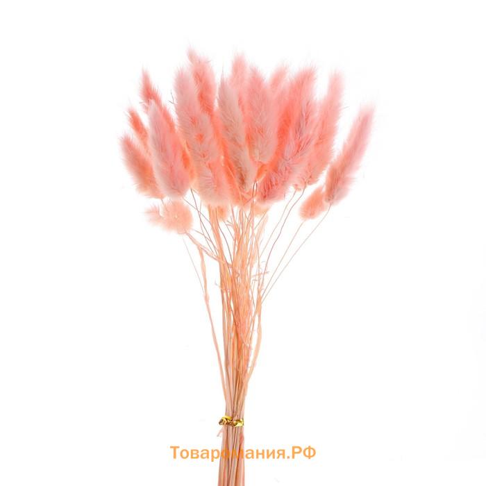 Сухие цветы лагуруса, набор 30 шт., цвет розовый