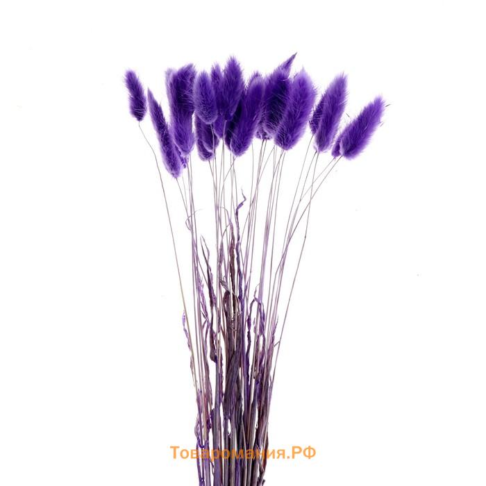 Сухие цветы лагуруса, набор 30 шт., цвет фиолетовый